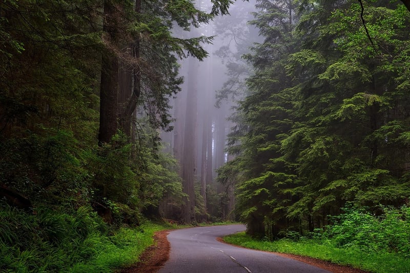 Redwood National Park, USA
