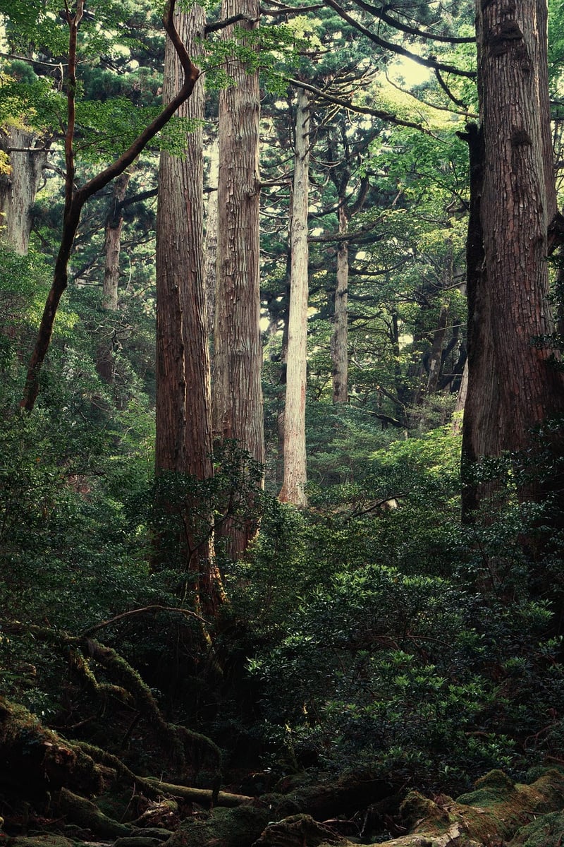 Yakushima Forest, Japan